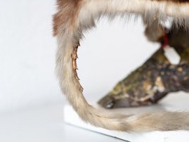Die subcaudalen Dornen sorgen für Stabilität beim Verharren auf glatter Baumrinde. 