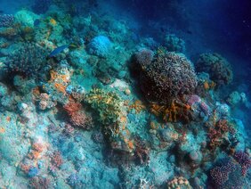 Korallen klima