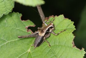 Weniger Insekten