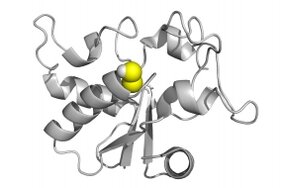 Protein-Persulfidierung
