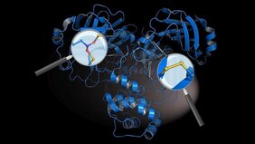 Atomare Struktur der Hauptprotease des Coronavirus SARS-CoV-2 mit den neu entdeckten chemischen „Schutzschaltern“ SONOS (linke Lupe) und Disulfid (rechte Lupe) 