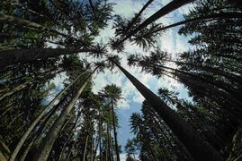 Der Verlust von schützenden Baumkronen – etwa durch Schädlingsbefall, Sommertrockenheit oder durch die Forstbewirtschaftung – würde eine zusätzliche, drastische Erwärmung für die darunter wachsenden Pflanzen nach sich ziehen.