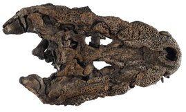 Gut erhaltener Schädel von Orientalosuchus naduongensis.  