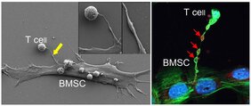 Feldemissions-Rasterelektronenmikroskopie zeigt einen Nanotube