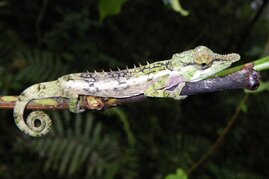 Männchen der neuen Chamäleonart Calumma emelinae aus dem Regenwald von Makira in Ost-Madagaskar.  Madagaskar.