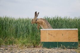 Mit Senderhalsband ausgestatteter Hase springt aus einer Transportbox. 