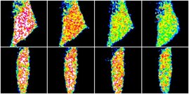  ATP-Verbrauchs in zwei verschiedenen Drosophila-Nervenzellen 