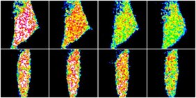  ATP-Verbrauchs in zwei verschiedenen Drosophila-Nervenzellen 