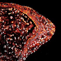 Hochauflösende Fluoreszenzmikroskopie eines Gewebequerschnitts, die Zellgrenzen (rot) und Zellkerne (grau) hervorhebt.  