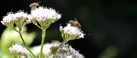 Künstliches Licht nachts beeinträchtigt das Bestäubungsverhalten der Insekten auch während des Tages. 