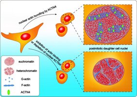 Zwei Zellkerne nach der Teilung: Oben werden mit Hilfe des Proteins Alpha-Actinin 4 (ACTN4) im Kern Aktinfasern gebündelt. Unten ist ACTN4 gehemmt oder es fehlt gänzlich.