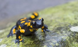 Feuersalamander