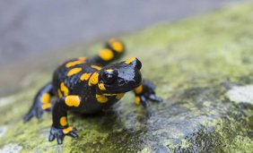 Feuersalamander