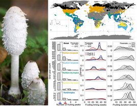 Einfluss des Klimas auf das globale Pilzvorkommen