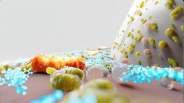 P. gingivalis (orange), der Inhaltsstoff (blau) und gesundes Mikrobiom am Übergang von Zahnfleisch zu Zahn