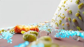 P. gingivalis (orange), der Inhaltsstoff (blau) und gesundes Mikrobiom am Übergang von Zahnfleisch zu Zahn