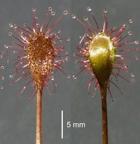 Blätter von Drosera xbavarica, dem Bayerische Sonnentau. Blätter von Drosera xbavarica, dem Bayerische Sonnentau.