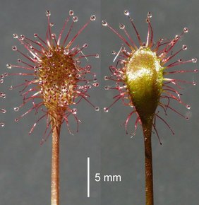 Blätter von Drosera xbavarica, dem Bayerische Sonnentau. Blätter von Drosera xbavarica, dem Bayerische Sonnentau.