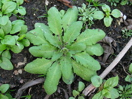  Modellpflanze Arabidopsis (Ackerschmalwand)