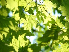 Grüne Bläter durch die die Sonne scheint