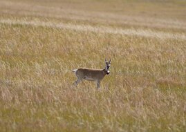 Weibliche mongolische Gazelle
