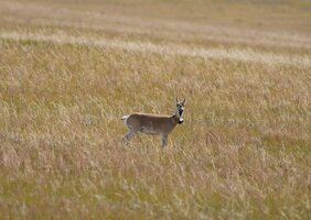 Weibliche mongolische Gazelle
