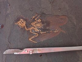 Das außergewöhnlich gut erhaltene Fossil hat in etwa die Größe einer Kohlmeise.