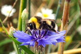 Männliche Erdhummel Männliche Erdhummel