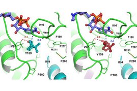 Strukturmodelle der Borneol-Dehydrogenasen mit Blick in das Reaktionszentrum. In der Bildmitte sind jeweils die gebundenen Kleinmoleküle als Stabmodelle zu sehen: links (+)-1-Borneol (cyan) sowie rechts (−)-1-Borneol (hellrot).