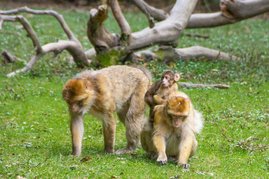 Berberaffen bei der Futtersuche 