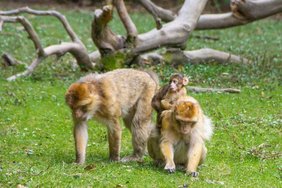 Berberaffen bei der Futtersuche 