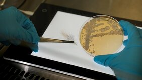 Rechts: Eine Feder des toxischen Bergdickkopfs (Pachycephala schlegelii). Rechts: Eine Plattenkultur von Amycolatopsis sp. PS_44_ISF1, ein Bakterium isoliert aus den Sekreten der sogenannten Bürzeldrüse des Vogels  