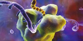 Ribosomen sind die Proteinsynthese-​Maschinen der Zellen. Sie lesen die genetische Information von der Boten-​RNA (violett) ab und stellen darauf basierend Proteine (gelb) her.