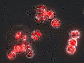 Bakteriengemeinschaften attackieren Laminarin-produzierende marine Mikroalgen, Floureszenzmikroskopische Aufnahme, das Chlorophyl der Mikroalgen erscheint rot