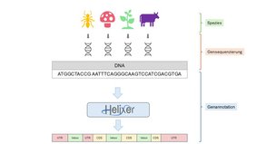Grafik: KI-Tool „Helixer“ entdeckt Gene in unbekannten Organismen