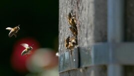 Bienenvölker nutzen auch hohle Strommasten als Lebensräume