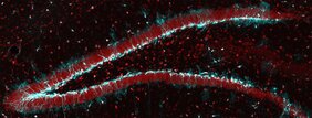 Stammzellen im Hippokampus der Maus 