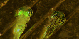 Zebrafischlarven mit (links) und ohne (rechts) grün fluoreszierendes Protein in denjenigen Bereichen des Gehirns (Tectum), die visuelle Informationen verarbeiten.