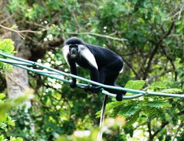Seilbrücken helfen Primaten nachweislich, Straßen und andere Transportwege sicher zu überqueren. Colobus-Affe (Colobus angolensis palliatus) in Kenia. 