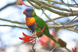 Kolibris, Nektarvögel, Honigfresser und Papageien (wie der hier abgebildete Regenbogenlori) ernähren sich von extrem zuckerhaltiger Nahrung. Kolibris, Nektarvögel, Honigfresser und Papageien (wie der hier abgebildete Regenbogenlori) ernähren sich von extrem zuckerhaltiger Nahrung.