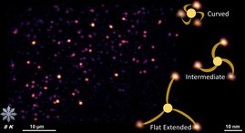 Fluoreszenzbild von PIEZO1 in der nativen Zellmembran