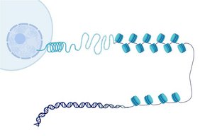 Genomic Architecture Grafik Genomic Architecture