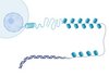 Genomic Architecture Grafik Genomic Architecture