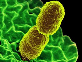 Der Darmbewohner Klebsiella pneumoniae 