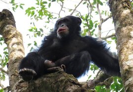 Populationsstruktur einer stark bedrohten Schimpansenpopulation in Westafrika