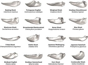 Die Kiefermorphologien unterschiedlicher Haiarten