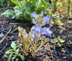 Die Ästige Sommerwurz (Phelipanche ramosa), die als Modellart der aktuellen Studie verwendet wurde