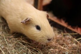 Männliche Meerschweinchen können im Erwachsenenalter ihre Hormonsysteme an Veränderungen in ihrer sozialen Umwelt anpassen.  