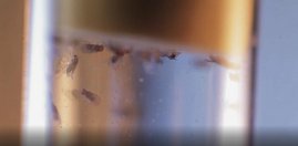 Taufliegen (auch bekannt als Fruchtfliegen) im Labor 