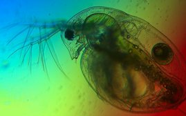 Ein Wasserfloh unter dem Mikroskop. Die Lichtfarben im See beeinflussen seine Nahrungsgrundlage: Mikroalgen. Ein Wasserfloh unter dem Mikroskop.